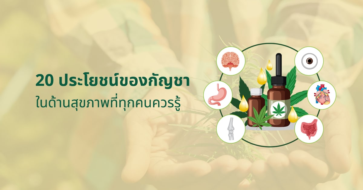 20 ประโยชน์ของกัญชา ในด้านสุขภาพที่ทุกคนควรรู้